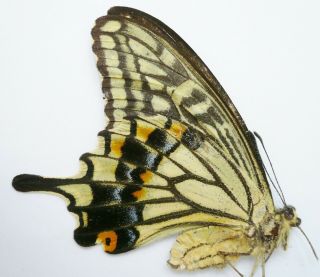 Papilio Xuthus Xuthus Female From Heilongjiang,  China