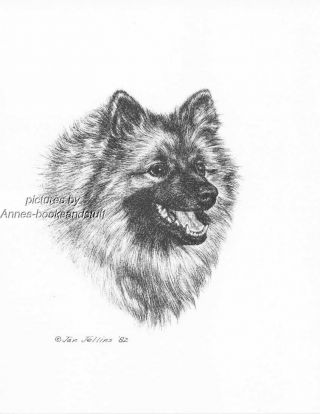 313 Keeshond Portrait Dog Art Print Pen And Ink Drawing Jan Jellins