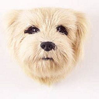 (1) Norfolk Terrier Dog Magnet Very Realistic Collectible Fur Like Magnets.