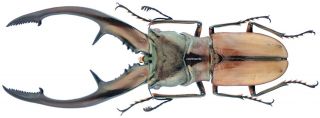 Insect - Lucanidae Cyclommatus Tarandus - Kalimantan - Monster 60mm, .