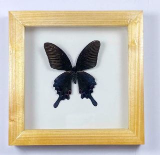 Real Butterflies In Glass Wooden Solid Wood Shadow Box Frame Display Case