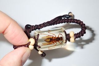 Insect Bracelet Yellow Paper - Wasp Specimen Sl15 Amber Clear