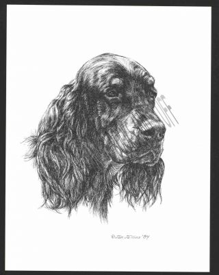 344 Gordon Setter Portrait Dog Art Print Pen & Ink Drawing By Jan Jellins