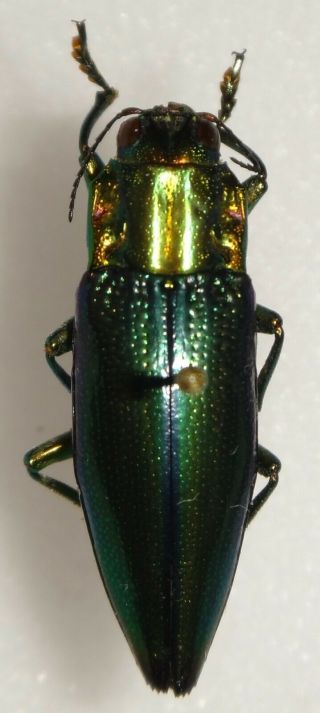 Cyphogastra Celebensis Indonesia Bp49 Buprestid Beetle Jewel Beetle Calodema