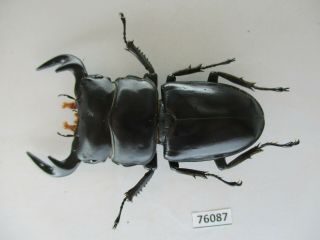 76087 Lucanidae: Dorcus Antaeus.  Vietnam North.  70mm