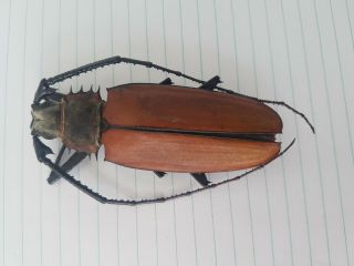 Callipogon Enoplocerus Armillatus Large 8.  8cm Cerambycidae Peru