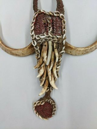 Authentic Papua Guinea Cowrie Shell,  Boars Tusk and Dog Tooth Necklace. 2
