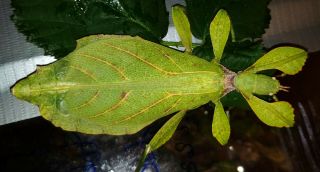 Rare Eggs Of Leaf Insect Phyllium Togeloense " Galela " X30