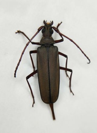 Cerambycidae Species,  Long Horn Beetles,  Megopis,  40mm,  Small,  Fujian,  China