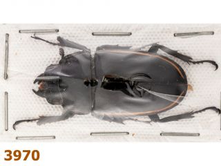 Lucanidae: Prosopocoilus Wallacei A1,  36 Mm,  1 Pc