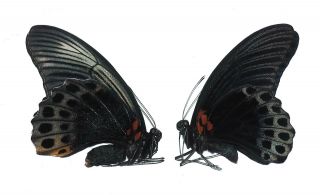 Papilionidae.  1 Pair Papilio Memnon.  West Kalimantan.