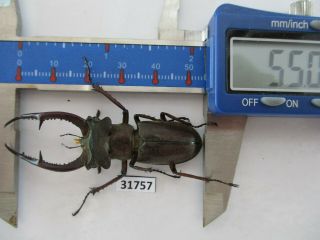 31757 Lucanidae: Lucanus Kraatzi Giangae.  Vietnam North.  55mm