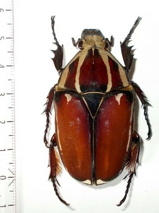 Cetonidae Mecynorrhina Ugandensis Female 54 Mm
