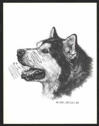 304 Alaskan Malamute Dog Art Print Pen And Ink Drawing Jan Jellins