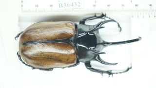 B36432 – Eupatorus Gracilicornis Species? Dak Nong Vietnam 76mm