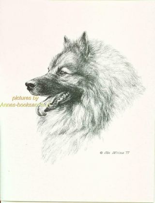 171 Keeshond Portrait Dog Art Print Pen And Ink Drawing By Jan Jellins