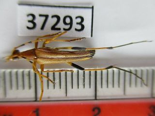 37293.  Unmounted Insects: Cerambycidae.  North Vietnam