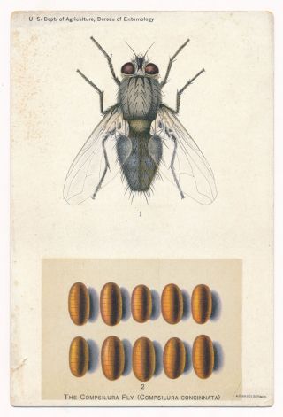 The Compsilura Fly - Us Department Of Agriculture,  Bureau Of Entomology