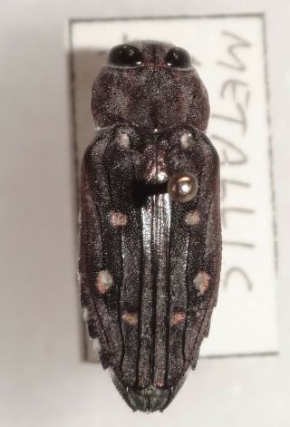Buprestidae Chrysobothris Octocola Arizona - Buprestid Jewel Beetle Calodema