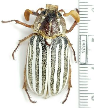 Scarabaeidae,  Melolonthinae Polyphylla Decemlineata Usa,  California Male