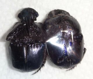 Scarabaeidae Phanaeus Quadridens Pair Mexico A29 Dung Beetle Heliocopris