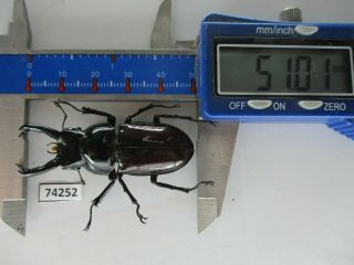 74252 Lucanidae: Pseudorhaetus Oberthuri.  Vietnam.  51mm