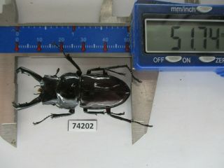 74202 Lucanidae: Pseudorhaetus Oberthuri.  Vietnam.  51mm