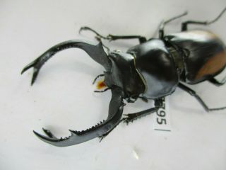 77795 Lucanidae: Rhaetulus Crenatus.  Vietnam North.  53mm