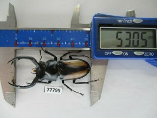 77795 Lucanidae: Rhaetulus crenatus.  Vietnam North.  53mm 2