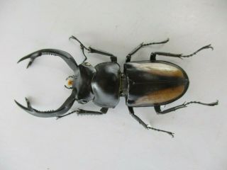 77795 Lucanidae: Rhaetulus crenatus.  Vietnam North.  53mm 3