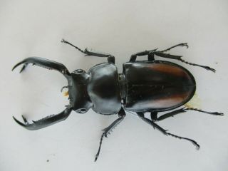 61863 Lucanidae: Rhaetulus Crenatus Tsutsuii.  Vietnam Central.  49mm