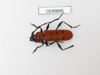 Beetles.  Cerambycidae Rosalia Sp.  ?? Rare Area Kachin.  N.  Myanmar 1pc.  Cer0005