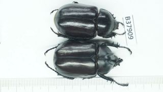 B37909 – Eupatorus Endoi Species? Beetles Dak Nong Vietnam