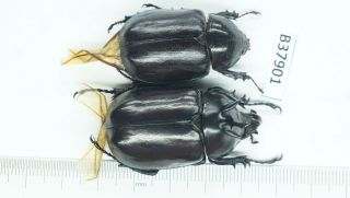 B37901 – Eupatorus Endoi Species? Beetles Dak Nong Vietnam