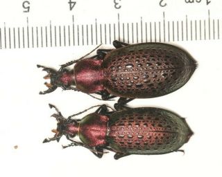Carabidae Carabus Coptolabrus Shandong (2)