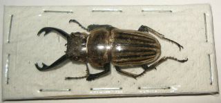 Odontolabis Cephalotes Male 37mm (lucanidae)