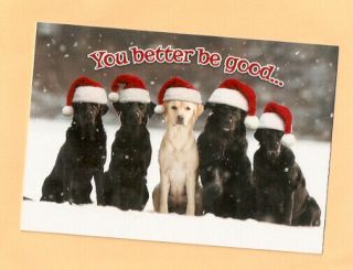 Labrador Retriever Lab Yellow Black Santa Hat Christmas Cards Box Of 10 Made Us^