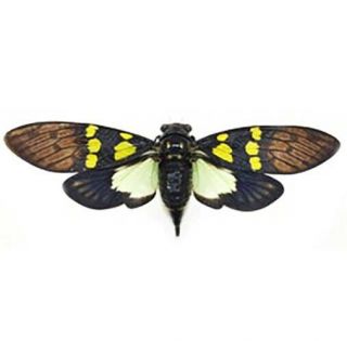 Gaeana Cheni One Real Green Yellow Black Cicada Thailand