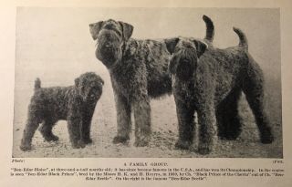 1934 - 35 Kerry Blue Terrier Family - Matted Print
