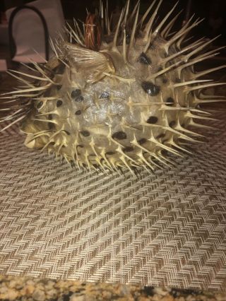 Dried Puffer Porcupine Real Fish Blowfish 5 " - 6 "