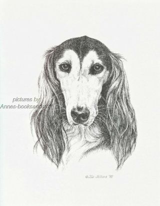 358 Saluki Dog Portrait Art Print Pen And Ink Drawing Jan Jellins