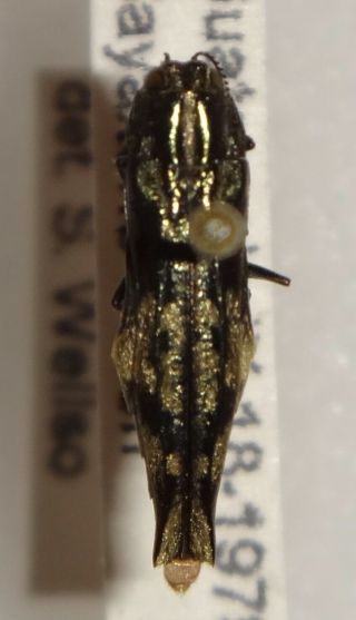 Agrilus Lasiosurus Guatemala Bp16 Buprestid Insect Jewel Beetle Calodema