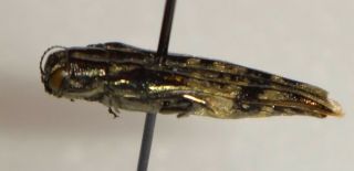 Agrilus lasiosurus Guatemala BP16 Buprestid Insect Jewel Beetle Calodema 2