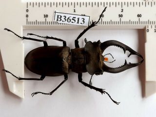 B36513 - Lucanus Nobilis Ps.  Beetles Yen Bai Vietnam 64mm