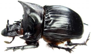 Insect - Scarabaeidae Heliocopris Hamadryas - Cameroon - Monster 50mm, .
