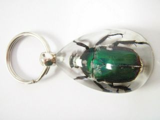 Insect Key Ring Blue Rose Chafer Beetle Specimen Sk09 Clear