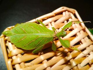 Rare Eggs Of Leaf Insect " Phyllium Jacobsoni " X10