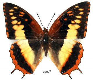 Butterfly - 1 X Mounted Female Charaxes Cynthia Cynthia (good A1 -)