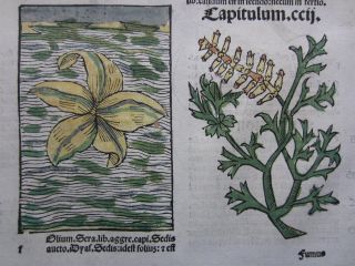Incunable Leaf Hortus Sanitatis Water Lily Fern Colored Woodcut Venice - 1500