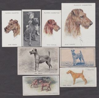 8 Different Vintage Irish Terrier Tobacco/cigarette Dog Cards